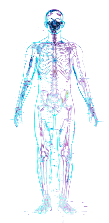Skeleton